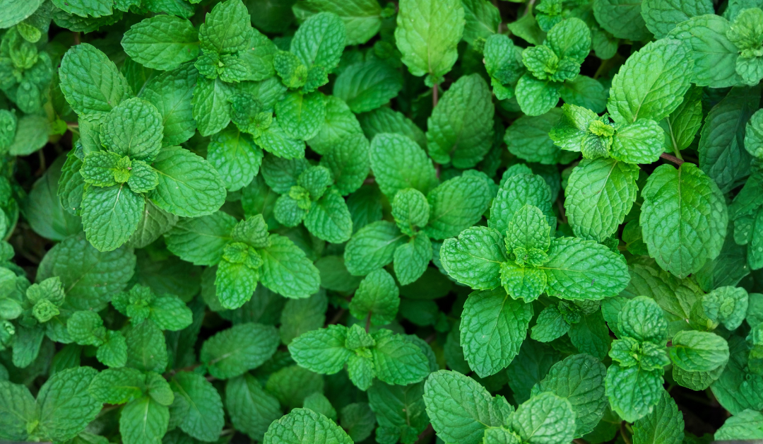 Can Spearmint Help with Hormonal Imbalance? What Experts Say